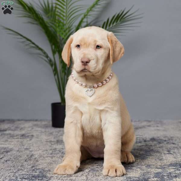 Hazel, Charcoal Labrador Retriever Puppy